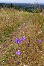 Load image into Gallery viewer, Harvest brodiaea (Brodiaea elegans) flowers in a meadow. One of approximately 200 species of Pacific Northwest native plants available through Sparrowhawk Native Plants in Portland, Oregon