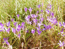 Load image into Gallery viewer, Close-up of a small wild population of purple-flowering harvest brodiaea (Brodiaea elegans). One of the 150+ species of Pacific Northwest native plants available through Sparrowhawk Native Plants in Portland, Oregon