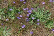 Load image into Gallery viewer, A population of purple-flowering harvest brodiaea (Brodiaea elegans) grows gorgeously in what appears to be someones weedy lawn. One of the 150+ species of Pacific Northwest native plants available through Sparrowhawk Native Plants in Portland, Oregon