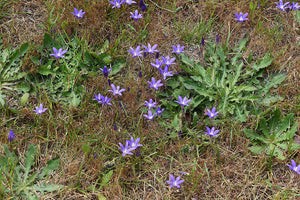 A population of purple-flowering harvest brodiaea (Brodiaea elegans) grows gorgeously in what appears to be someones weedy lawn. One of the 150+ species of Pacific Northwest native plants available through Sparrowhawk Native Plants in Portland, Oregon