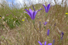 Load image into Gallery viewer, Harvest brodiaea (Brodiaea elegans) flowers in a meadow. One of approximately 200 species of Pacific Northwest native plants available through Sparrowhawk Native Plants in Portland, Oregon