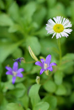 Load image into Gallery viewer, Close up of a purple bloom of harvest brodiaea (Brodiaea elegans) with fleabane. One of approximately 200 species of Pacific Northwest native plants available through Sparrowhawk Native Plants in Portland, Oregon