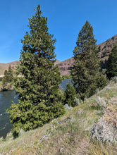 Load image into Gallery viewer, Growth habitat of incense cedar tree (Calodedrus decurrens). One of the many species of Pacific Northwest native trees available at Sparrowhawk Native Plants, Native Plant Nursery in Portland, Oregon.