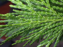 Load image into Gallery viewer, Close-up of the bright green fan-like needles of incense cedar tree (Calodedrus decurrens). One of the many species of Pacific Northwest native trees available at Sparrowhawk Native Plants, Native Plant Nursery in Portland, Oregon.