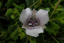 Load image into Gallery viewer, Close-up of the intricate, striking flower of Mariposa Lily (Calochortus tolmiei). One of 100+ species of Pacific Northwest native plants available at Sparrowhawk Native Plants, Native Plant Nursery in Portland, Oregon.