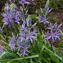 Load image into Gallery viewer, Abundant purple flowers of great camas (Camassia leichtlinii). One of 150+ species of Pacific Northwest native plants available at Sparrowhawk Native Plants, Native Plant Nursery in Portland, Oregon.