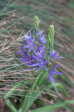 Load image into Gallery viewer, Purple flower spikes of great camas (Camassia leichtlinii). One of 150+ species of Pacific Northwest native plants available at Sparrowhawk Native Plants, Native Plant Nursery in Portland, Oregon.