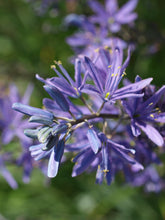 Load image into Gallery viewer, Detailed close-up of the intricate purple flowers of great camas (Camassia leichtlinii). One of 150+ species of Pacific Northwest native plants available at Sparrowhawk Native Plants, Native Plant Nursery in Portland, Oregon.