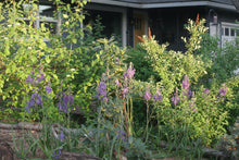 Load image into Gallery viewer, A flowering population of great camas (Camassia leichtlinii) in the habitat garden. One of 150+ species of Pacific Northwest native plants available at Sparrowhawk Native Plants, Native Plant Nursery in Portland, Oregon.