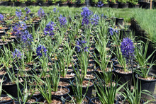 Load image into Gallery viewer, One gallon pots of flowering common camas (Camassia quamash) in April. Another stunning Pacific Northwest native plant available at Sparrowhawk Native Plants Nursery in Portland, Oregon.