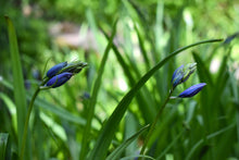 Load image into Gallery viewer, Delicate buds of purple flowering camas (Camassia quamash) in April. Another stunning Pacific Northwest native plant available at Sparrowhawk Native Plants Nursery in Portland, Oregon.