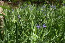 Load image into Gallery viewer, A Willamette Valley riparian area filled with flowering camas bulbs (Camassia quamash) in April. Another stunning Pacific Northwest native plant available at Sparrowhawk Native Plants Nursery in Portland, Oregon.