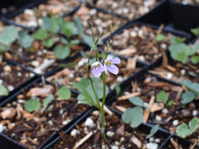 Load image into Gallery viewer, Close-up of the delicate, diminutive whitish-pink flowers of Nuttle's Toothwort (Cardamine nuttallii). One of 100+ species of Pacific Northwest native plants available at Sparrowhawk Native Plants, Native Plant Nursery in Portland, Oregon.
