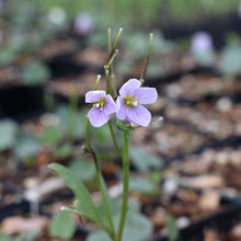 Load image into Gallery viewer, Close-up of the delicate, diminutive whitish-pink flowers of Nuttle's Toothwort (Cardamine nuttallii). One of 100+ species of Pacific Northwest native plants available at Sparrowhawk Native Plants, Native Plant Nursery in Portland, Oregon.