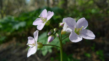 Load image into Gallery viewer, Close-up of the delicate, diminutive whitish-pink flowers of Nuttle's Toothwort (Cardamine nuttallii). One of 100+ species of Pacific Northwest native plants available at Sparrowhawk Native Plants, Native Plant Nursery in Portland, Oregon.
