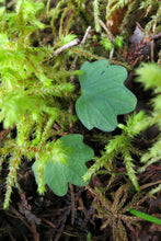 Load image into Gallery viewer, Close-up of the tiny, green leaves of Nuttle's Toothwort (Cardamine nuttallii). One of 100+ species of Pacific Northwest native plants available at Sparrowhawk Native Plants, Native Plant Nursery in Portland, Oregon.