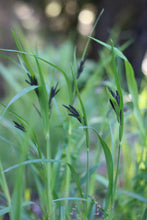 Load image into Gallery viewer, A small population of Merten's sedge (Carex mertensii). One of approximately 200 species of Pacific Northwest native plants available at Sparrowhawk Native Plants, Native Plant Nursery in Portland, Oregon.