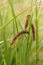 Load image into Gallery viewer, Close-up of the inflorescence of slough sedge (Carex obnupta). One of 150+ species of Pacific Northwest native plants available at Sparrowhawk Native Plants, Native Plant Nursery in Portland, Oregon.
