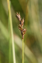 Load image into Gallery viewer, Close up of the inflorescence of foothill sedge (Carex tumulicola). One of approximately 200 species of Pacific Northwest native plants available at Sparrowhawk Native Plants nursery in Portland, Oregon