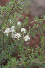 Load image into Gallery viewer, Stems and flowers of the native buckbrush shrub (Ceanothus cuneatus). Another stunning Pacific Northwest native shrub available at Sparrowhawk Native Plants Nursery in Portland, Oregon.