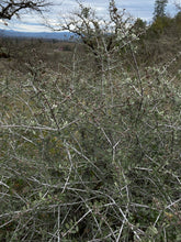 Load image into Gallery viewer, Buckbrush's "winter look" (Ceanothus cuneatus). Another stunning Pacific Northwest native shrub available at Sparrowhawk Native Plants Nursery in Portland, Oregon.