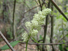 Cargar imagen en el visor de la galería, A creamy white cluster of flower buds on deerbrush (Ceanothus integerrimus). One of 150+ species of Pacific Northwest native plants available at Sparrowhawk Native Plants, Native Plant Nursery in Portland, Oregon.