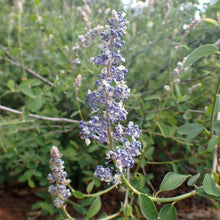 Cargar imagen en el visor de la galería, Close-up of the showy blueish-white flower of deerbrush (Ceanothus integerrimus). One of 150+ species of Pacific Northwest native plants available at Sparrowhawk Native Plants, Native Plant Nursery in Portland, Oregon.