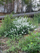 Cargar imagen en el visor de la galería, A white-flowering deerbrush shrub (Ceanothus integerrimus) in its natural habitat. One of 150+ species of Pacific Northwest native plants available at Sparrowhawk Native Plants, Native Plant Nursery in Portland, Oregon.