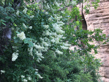 Cargar imagen en el visor de la galería, The partial form of a deerbrush shrub (Ceanothus integerrimus) in full flower, in its natural habitat. One of 150+ species of Pacific Northwest native plants available at Sparrowhawk Native Plants, Native Plant Nursery in Portland, Oregon.