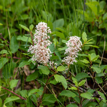 Load image into Gallery viewer, Close-up of leaves, flowers, and name-sake red stems of red stem ceanothus (Ceanothus sanguineus) or Oregon tea tree in the wild. One of 150+ species of Pacific Northwest native plants available at Sparrowhawk Native Plants, Native Plant Nursery in Portland, Oregon.