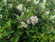 Load image into Gallery viewer, Close-up of leaves, flowers, and name-sake red stems of red stem ceanothus (Ceanothus sanguineus) or Oregon tea tree in the wild. One of 150+ species of Pacific Northwest native plants available at Sparrowhawk Native Plants, Native Plant Nursery in Portland, Oregon.