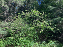 Load image into Gallery viewer, A very old and mature red stem ceanothus or Oregon tea tree (Ceanothus sanguineus) in the wild. One of 150+ species of Pacific Northwest native plants available at Sparrowhawk Native Plants, Native Plant Nursery in Portland, Oregon.