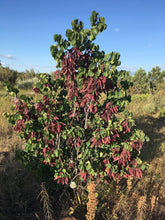 Load image into Gallery viewer, A young western redbud (Cercis occidentalis) tree in fall. One of 100+ species of Pacific Northwest native plants available at Sparrowhawk Native Plants, Native Plant Nursery in Portland, Oregon.
