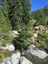 Load image into Gallery viewer, Full growth habit of Port Orford cedar (Chamaecyparis lawsoniana) growing on a rocky riparian area. One of 150+ species of Pacific Northwest native plants available at Sparrowhawk Native Plants, Native Plant Nursery in Portland, Oregon.