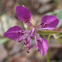 Load image into Gallery viewer, Close-up of the showy pink flower of diamond clarkia (Clarkia rhomboidea). One of approximately 200 species of Pacific Northwest native wildflowers available at Sparrowhawk Native Plants, Native Plant Nursery in Portland, Oregon.