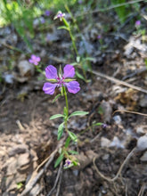 Load image into Gallery viewer, A small population of diamond clarkia (Clarkia rhomboidea) in the wild. One of approximately 200 species of Pacific Northwest native wildflowers available at Sparrowhawk Native Plants, Native Plant Nursery in Portland, Oregon.