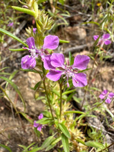 Load image into Gallery viewer, A small population of diamond clarkia (Clarkia rhomboidea) in the wild. One of approximately 200 species of Pacific Northwest native wildflowers available at Sparrowhawk Native Plants, Native Plant Nursery in Portland, Oregon.