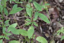Load image into Gallery viewer, Close-up of the foliage of diamond clarkia (Clarkia rhomboidea). One of approximately 200 species of Pacific Northwest native wildflowers available at Sparrowhawk Native Plants, Native Plant Nursery in Portland, Oregon.