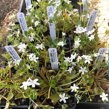 Load image into Gallery viewer, A flat of 4" pots of candyflower or miner's lettuce (Claytonia sibirica) in full floral display. One of approximately 200 species of Pacific Northwest native wildflowers, shrubs and trees available at Sparrowhawk Native Plants, native plant nursery in Portland, Oregon.