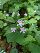 Load image into Gallery viewer, Close-up of candyflower or miner's lettuce plant in flower (Claytonia sibirica). One of approximately 200 species of Pacific Northwest native wildflowers, shrubs and trees available at Sparrowhawk Native Plants, native plant nursery, in Portland, Oregon.