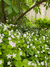 Load image into Gallery viewer, A blooming population of candyflower or miner's lettuce (Claytonia sibirica) in a habitat garden. One of approximately 200 species of Pacific Northwest native wildflowers, shrubs and trees available at Sparrowhawk Native Plants, native plant nursery in Portland, Oregon.