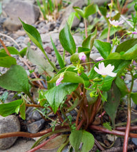 Load image into Gallery viewer, Close-up of candyflower or miner's lettuce plant in flower (Claytonia sibirica). One of approximately 200 species of Pacific Northwest native wildflowers, shrubs and trees available at Sparrowhawk Native Plants, native plant nursery, in Portland, Oregon.