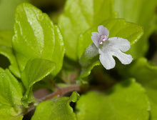 Load image into Gallery viewer, A macro shot of the dainty white flower of yerba buena or Oregon tea (Clinopodium douglasii (formerly/aka Satureja douglasii). One of 100+ species of Pacific Northwest native plants available at Sparrowhawk Native Plants, Native Plant Nursery in Portland, Oregon.