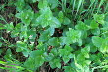 Load image into Gallery viewer, Bright green evergreen leaves of yerba buena or Oregon tea (Clinopodium douglasii (formerly/aka Satureja douglasii). One of 100+ species of Pacific Northwest native plants available at Sparrowhawk Native Plants, Native Plant Nursery in Portland, Oregon.