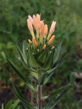 Load image into Gallery viewer, Close-up of the buds on grand collomia (Collomia grandiflora) about to burst into flower. One of the 150+ species of Pacific Northwest native plant available at Sparrowhawk Native Plants nursery in Portland, Oregon.