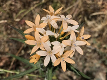 Load image into Gallery viewer, Close-up of Grand Collomia flowers (Collomia grandiflora). One of the 150+ species of Pacific Northwest native plant available at Sparrowhawk Native Plants nursery in Portland, Oregon.