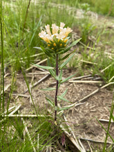 Load image into Gallery viewer, Growth habit of grand collomia (Collomia grandiflora) in flower. One of the 150+ species of Pacific Northwest native plant available at Sparrowhawk Native Plants nursery in Portland, Oregon.