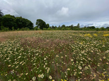 Load image into Gallery viewer, A native meadow full of flowering grand collomia (Collomia grandiflora) and Oregon sunshine (Eriophyllum lanatum). A few of the 150+ species of Pacific Northwest native plant available at Sparrowhawk Native Plants nursery in Portland, Oregon.