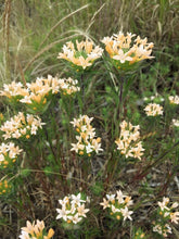 Load image into Gallery viewer, Growth habit of grand collomia (Collomia grandiflora) in flower. One of the 150+ species of Pacific Northwest native plant available at Sparrowhawk Native Plants nursery in Portland, Oregon.
