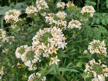 Load image into Gallery viewer, A lovely flowering patch of grand collomia (Collomia grandiflora). One of the 150+ species of Pacific Northwest native plant available at Sparrowhawk Native Plants nursery in Portland, Oregon.